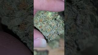 Gdf. (Blueberry Slushie) Delta West Memphis Ar. MMJ