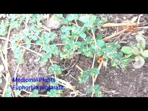 Video: Euphorbia Prostrate
