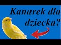 Czy dziecku można kupić kanarka? - poradnik na temat kanarków #20