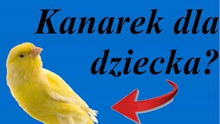 Czy dziecku można kupić kanarka? - poradnik na temat kanarków #20