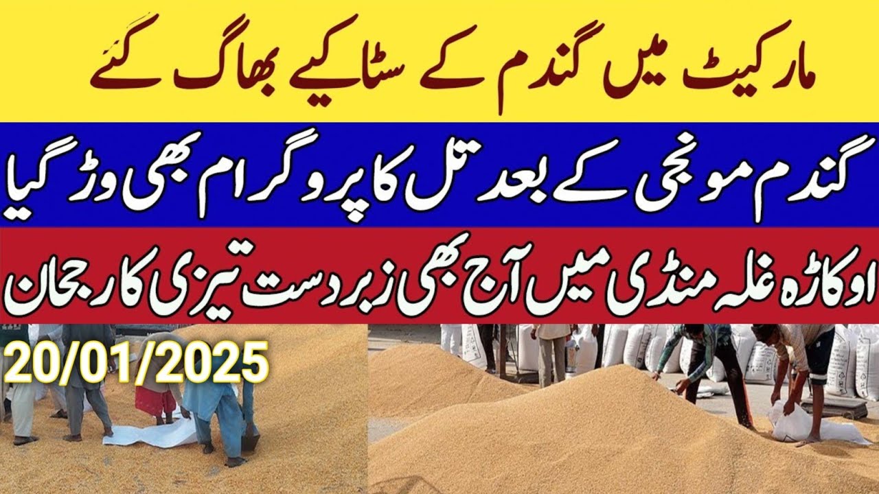 Munji rates 2025/ Gundam rate Makki Till rates 2025 |Dhan rates Today ...