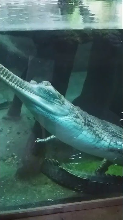 Crocodile! / Зубастик-крокодил! - YouTube