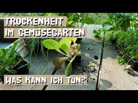 Video: Es Wird Einen Superpark Oder Eine Stadt Gegen Einen Gemüsegarten Geben