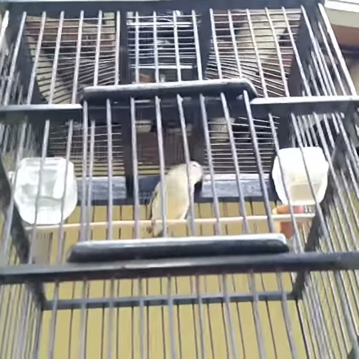 Pleci asli kuningan jawa  barat