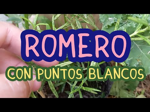ROMERO con puntos blancos