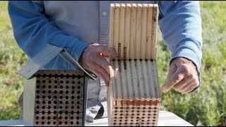 How to Help Your Fruit Trees Get Pollinated Using Mason Bees