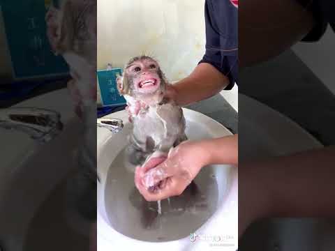 Video: ¿Cuándo les salen dientes a los macacos bebés?