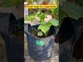 Grow Bags For Vegetables рџЄґ Gardening Ashortaday Ecofriendly Grow Bags For Vegetables рџЄґ Gardening Ashortaday Ecofriendly