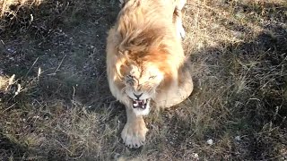 Лев Олежка. Время перемен. Тайган.  Lion Olezhka. Time for a change. Taigan.