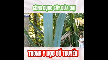Công dụng của cây dứa dại|Dược sĩ Luận #shorts