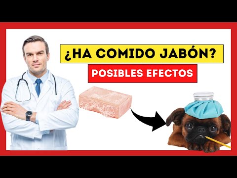 Video: Si a los perros les gusta nadar, ¿por qué no les gustan los baños?