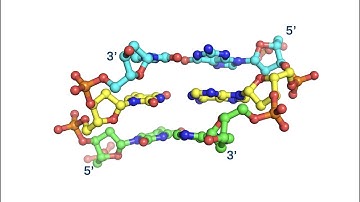Building up the Double Helix