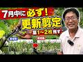 ナスの更新剪定は必ず7月中に!葉を1〜2枚残して切れば秋ナスが収穫できます(2026.7.27)