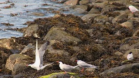 Nature: Connecticut's Falkner Island