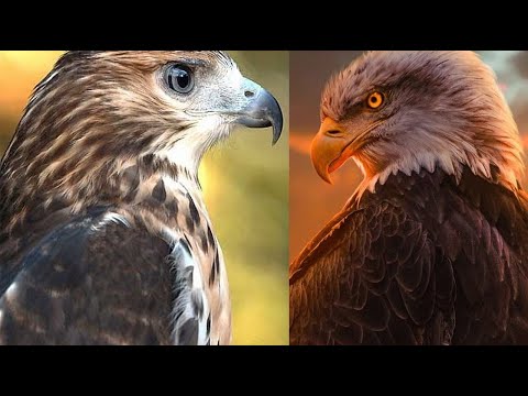 ما هو الفرق بين النسر والصقر 