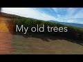 My old trees
