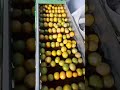 penggilingan buah jeruk supaya glowing