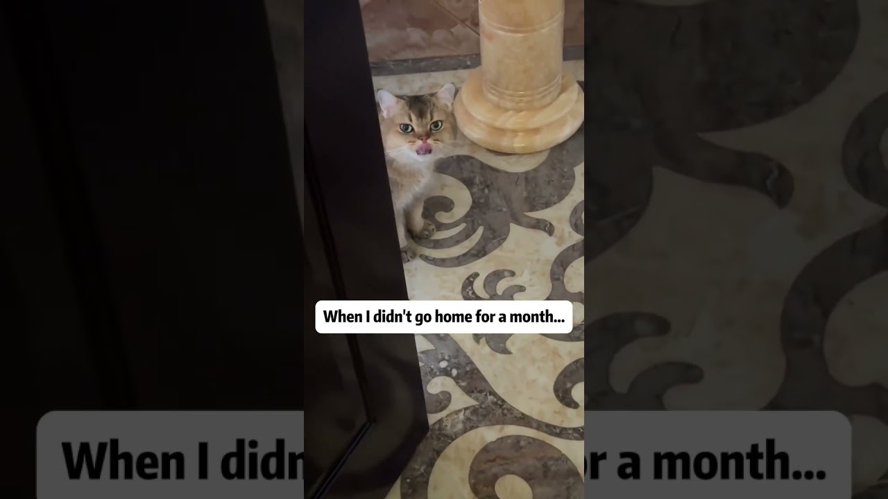 The Cat S Reaction When Owner Comes Home