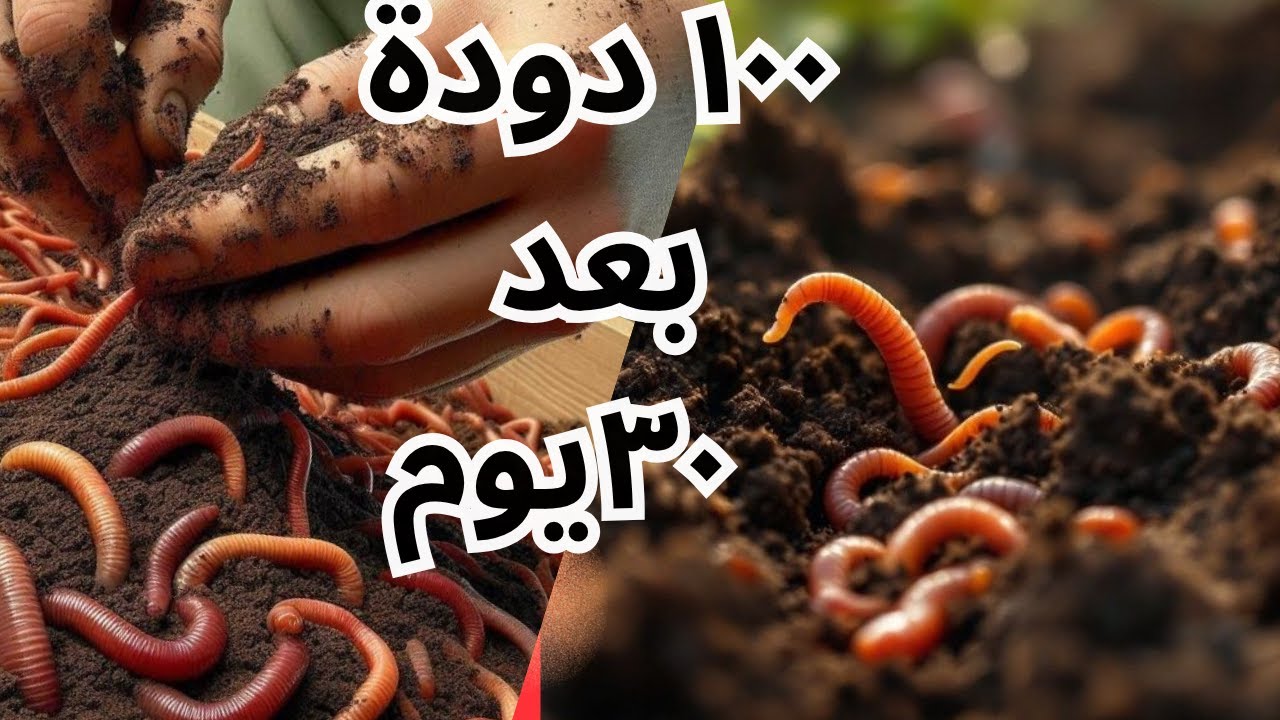 100 دودة فيرمي كومبست بعد 30 يوم .. شوف النتيجة بنفسك! 🪱🌱