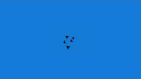 Birds Flying Effect Animation