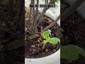 Day 10 - Bitter Gourd #dailyupdates #bittergourd #plants #hobby #seedlings #nature #growing