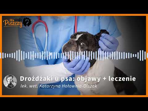 Drożdżaki u psa | Lek. wet. Katarzyna Hołownia-Olszak