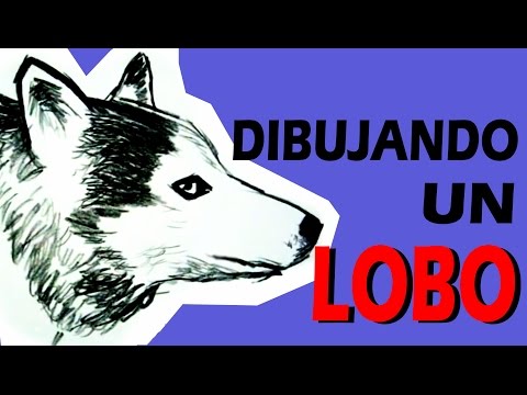 DIBUJANDO A UN LOBO - DRAWING A WOLF