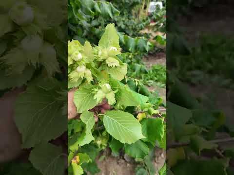 Overview of American hazelnut varieties - yield, frost resistance, interesting fact