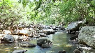 Discovering Sri Lanka's Hidden Water Stream: A Hidden Gem in the Wilderness