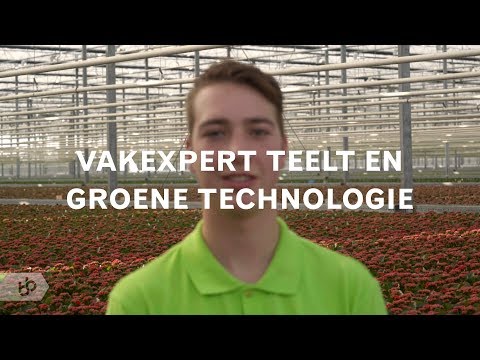 Video: Verbeynik: Teelt, Soorten En Variëteiten, Toepassing