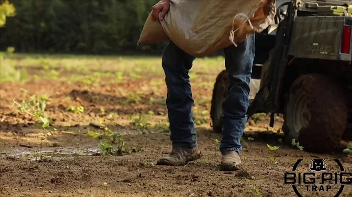 Hog trapping, big pig traps