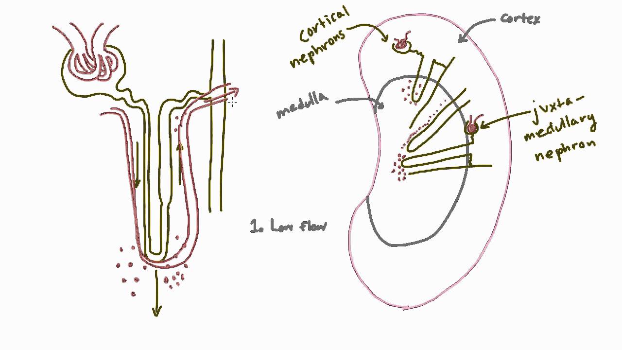 What is the function of the vasa recta?