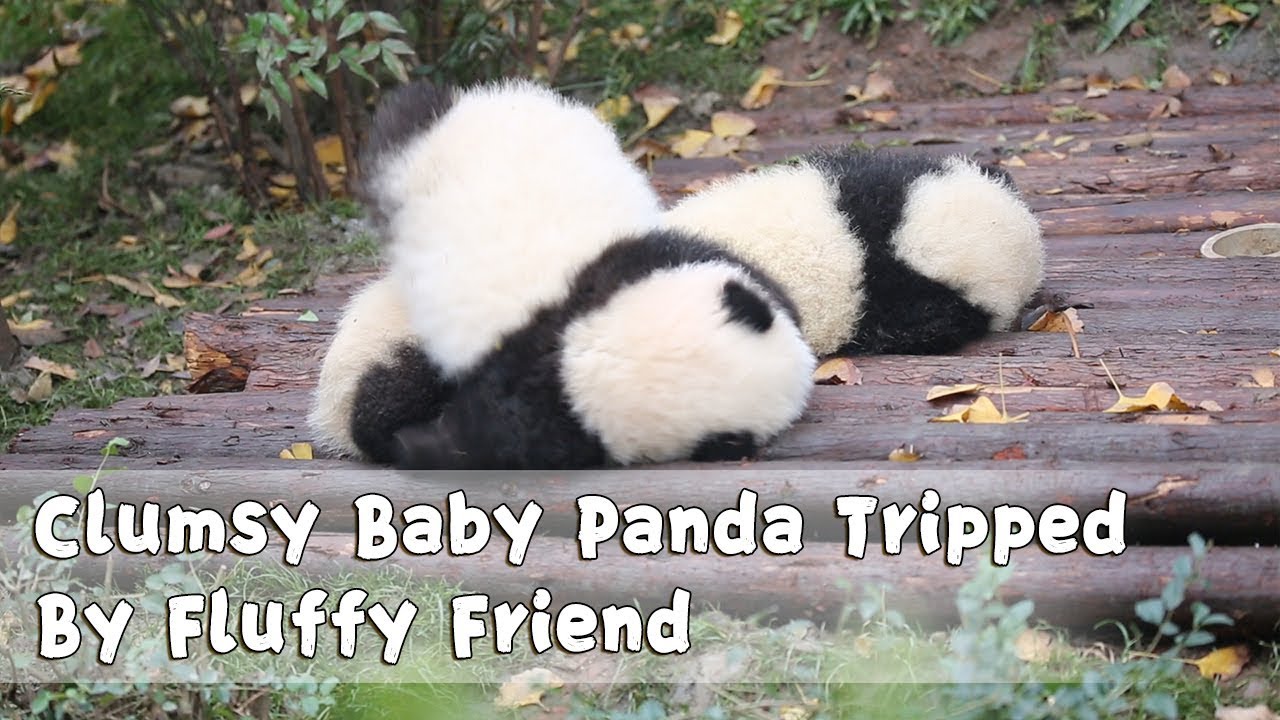 Clumsy Baby Panda Tripped By Fluffy Friend Ipanda Youtube Clumsy Baby Panda Tripped By Fluffy Friend Ipanda Youtube