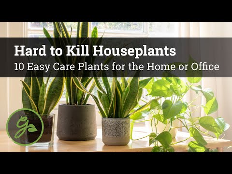 Video: Hard To Kill Houseplants - Ketahui Tentang Loji Penyelenggaraan Rendah di Dalaman