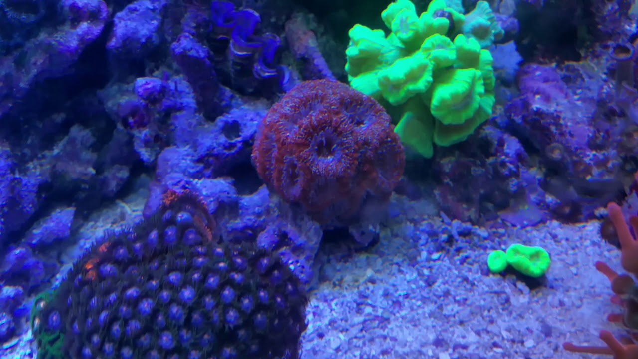reef tank cycle Moving Coral as it grows