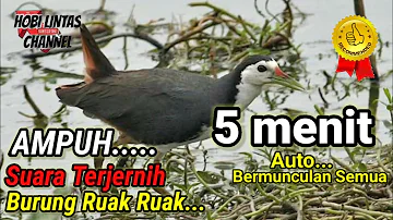 SUARA PIKAT BURUNG RUAK-RUAK ASLI SUARA JERNIH