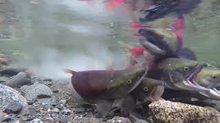 Sockeye Salmon Spawn