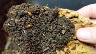 Bioactive roach bin update 08/2020