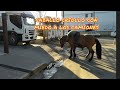 CABALLO CRIOLLO  DE CAMPO TRAIDO A LA CIUDAD CON MIEDO A LOS CAMIONES