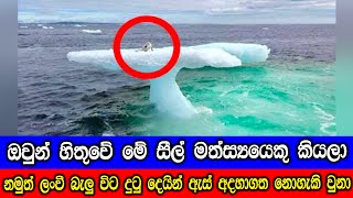 ඔවුන් හිතුවේ මේ පාවෙන අයිස් කුට්ටියක වූ සීල් සත්වයෙක් කියලා, නමුත් ලංවී බැලුවම ඔවුන් පුදුම වුනා.