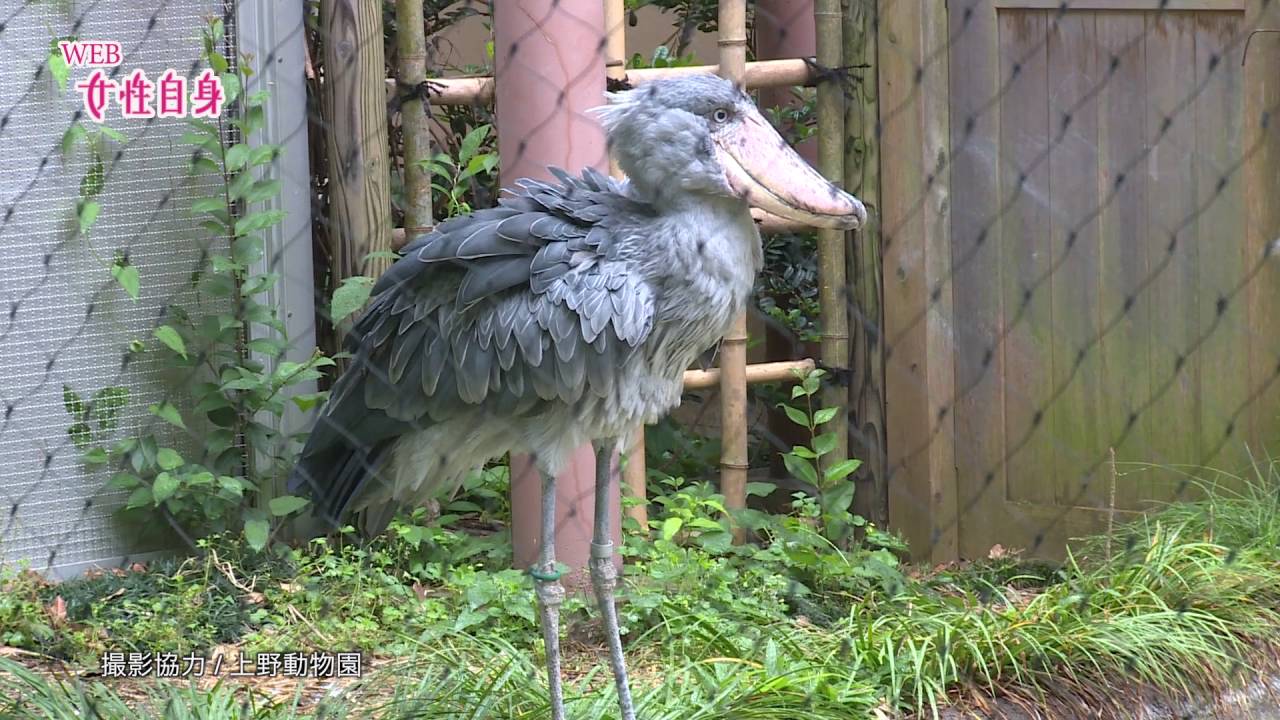 衝撃 雷雨でも動かない鳥 ハシビロコウ の捕食がすごい Youtube