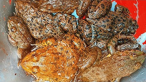 Câu Ếch Mùa Lũ Và Cận Cảnh Ếch Ăn Câu | Xinh Cá