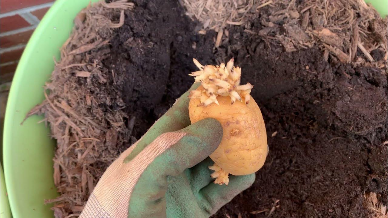 Easy How to grow Yukon Gold Potatoes In Containers Our Pantry