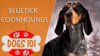 Dogs 101  Bluetick Coonhounds  Top Dog Facts About the Bluetick Coonhounds