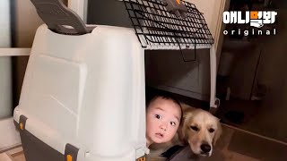 Retriever Sister’s Letter To Her Human Baby Brother