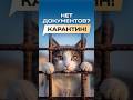 Что будет, если у питомца нет документов при переезде?