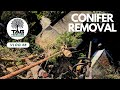POV Conifer Tree Removal 🌲 | TAG Tree Care