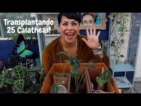 Vídeo: Calathea: atenció domiciliària