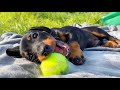 A picnic with our 2 dachshunds.