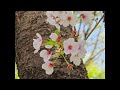 율동공원 4월12일 벚꽃 🌸 길 누군가는 꽃길만 걷는다고 말하는 길